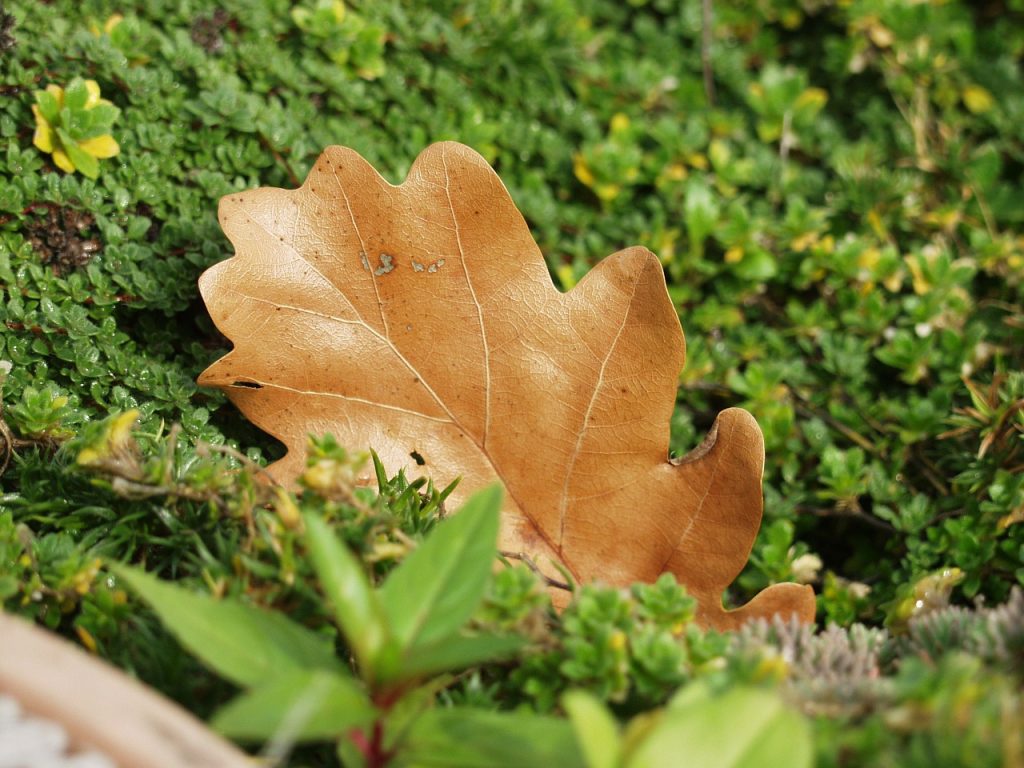 oak-leaf-62716_1280